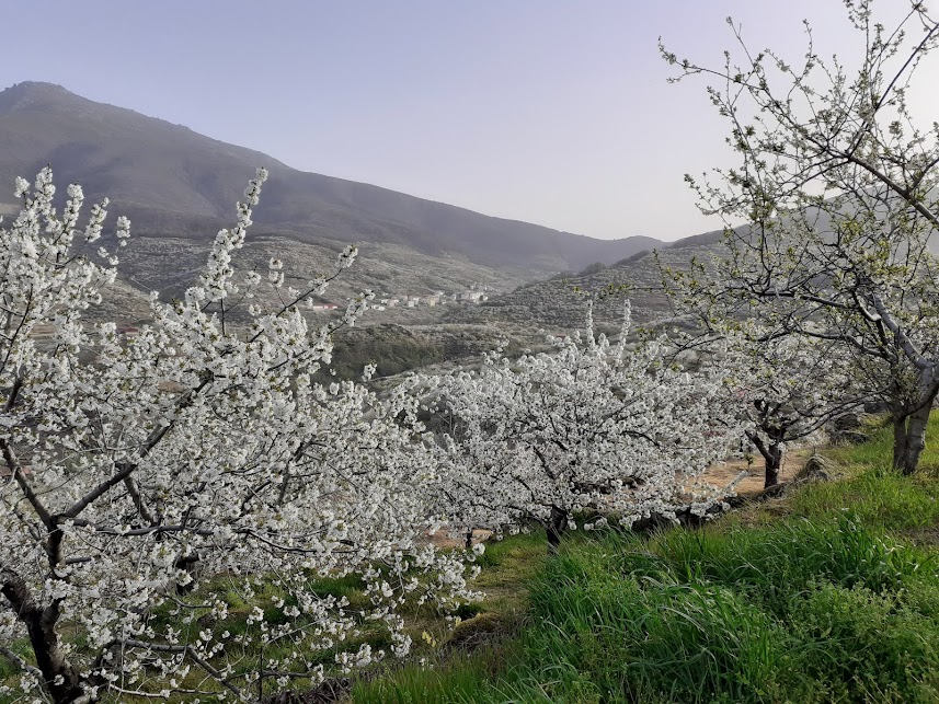 Caminando entre cerezos en flor en el Valle del Jerte